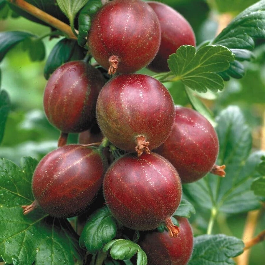 Крыжовник "Красный крупный" Ribes uva-crispa