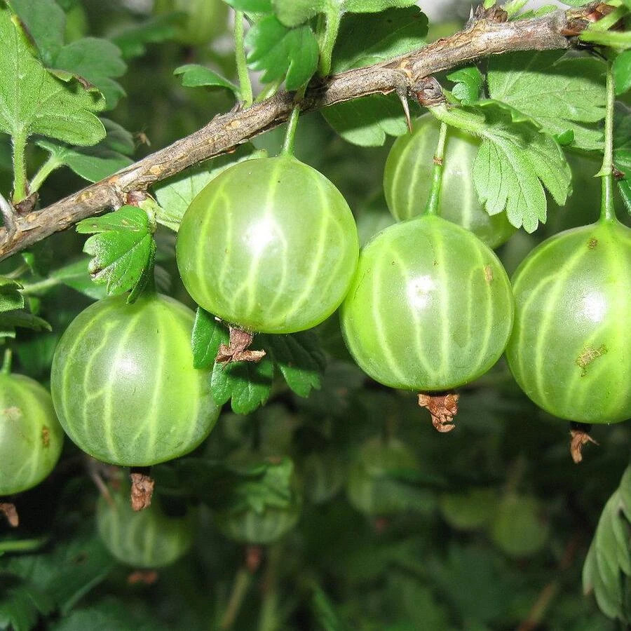 Крыжовник "Малахит" Ribes uva-crispa