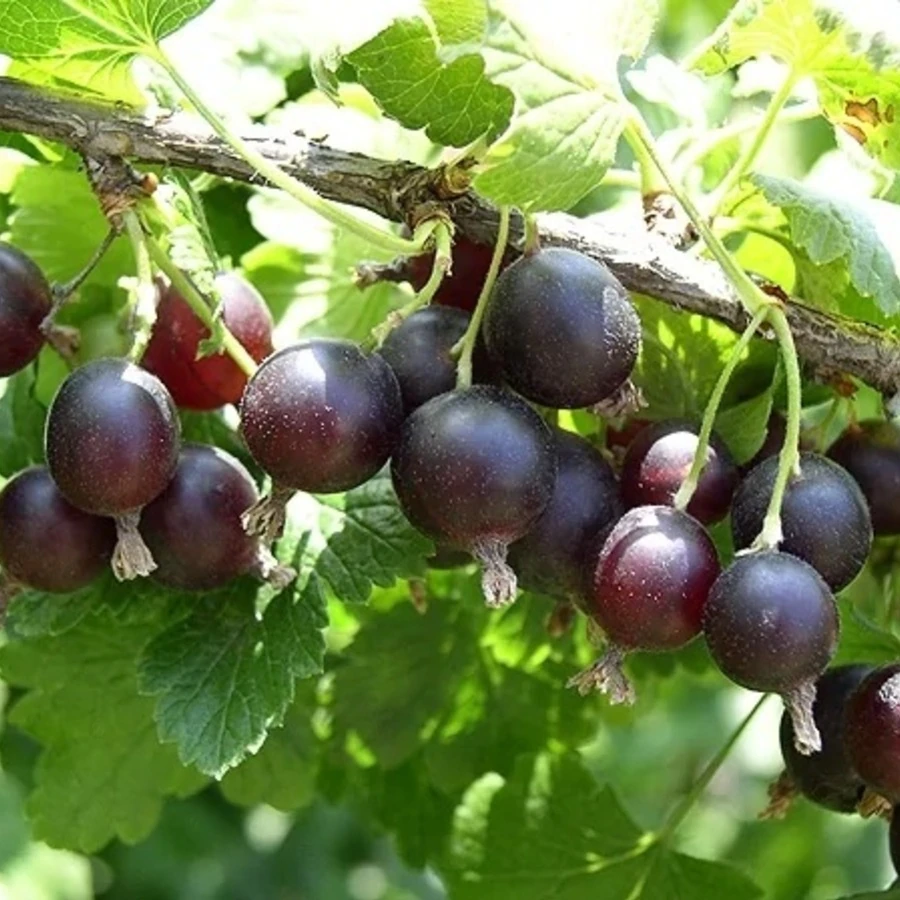 Крыжовник "Северный капитан" Ribes uva-crispa