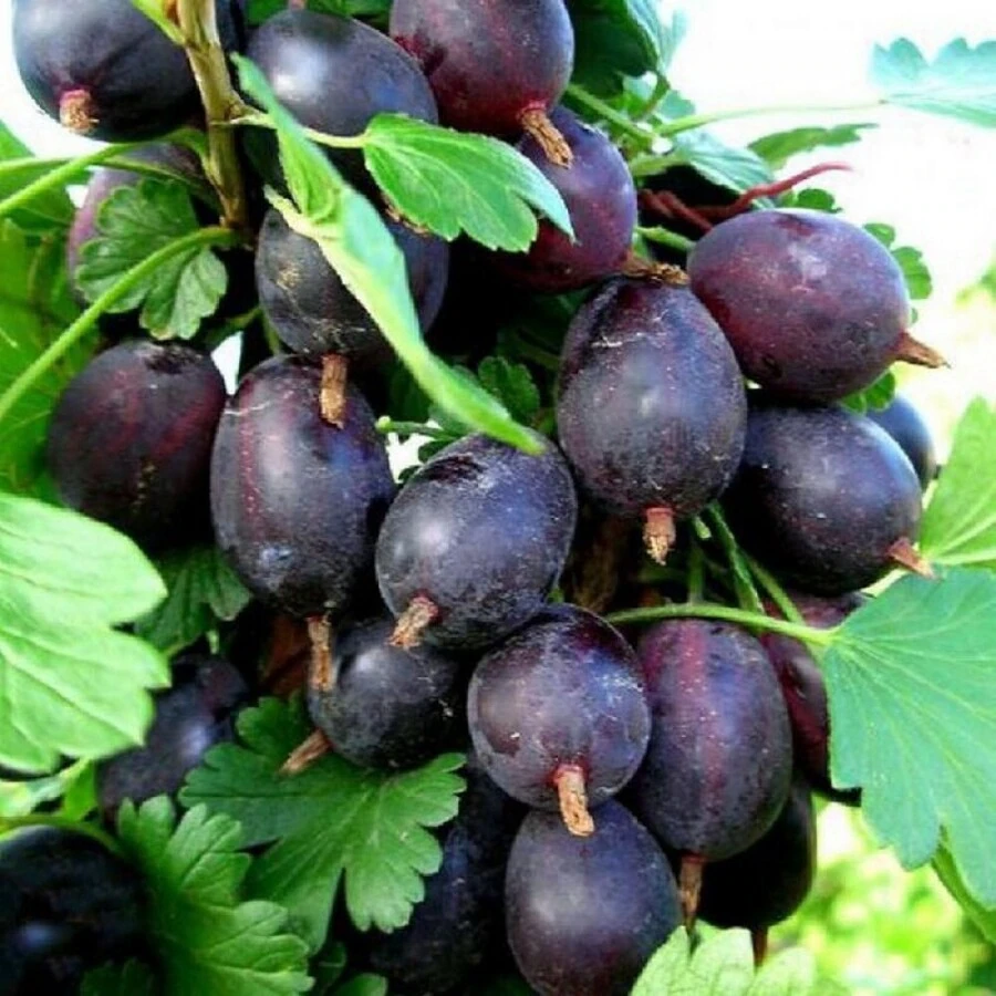 Крыжовник "Черномор" Ribes uva-crispa