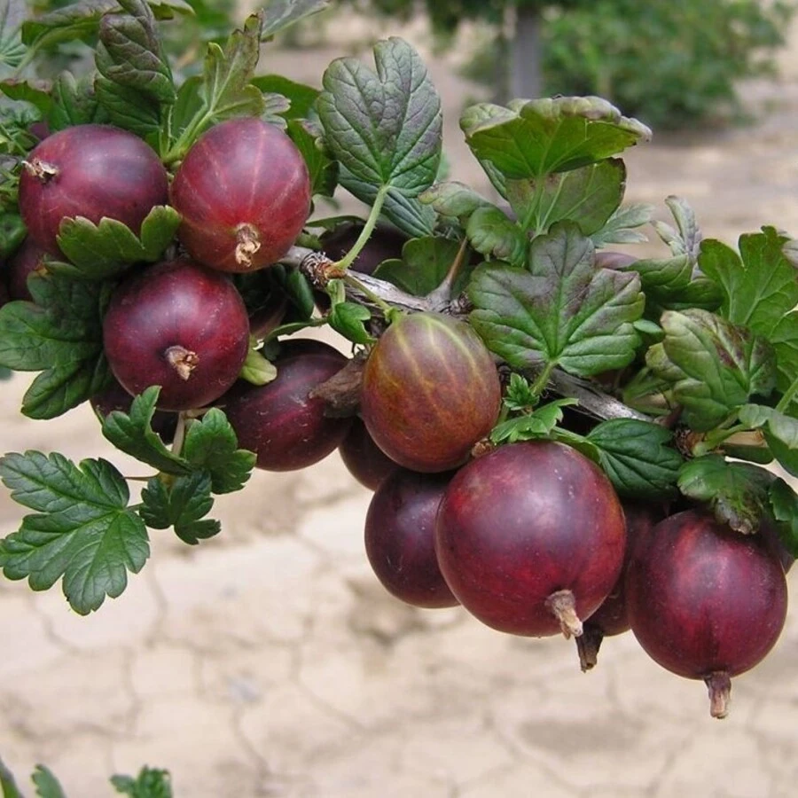 Крыжовник "Черносливовый" Ribes uva-crispa