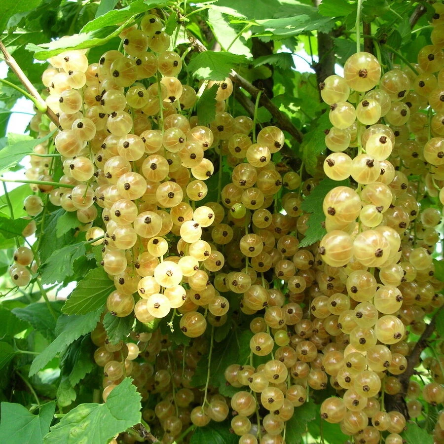 Смородина белая "Баяна" Ribes rubrum