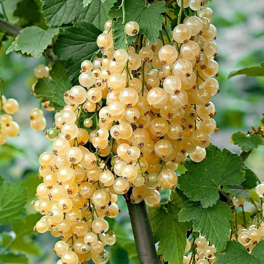 Смородина "Версальская белая" Ribes rubrum