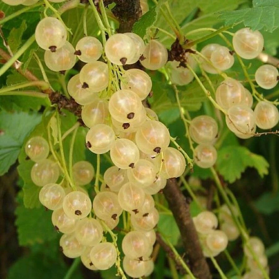 Смородина "Голландская белая" Ribes rubrum