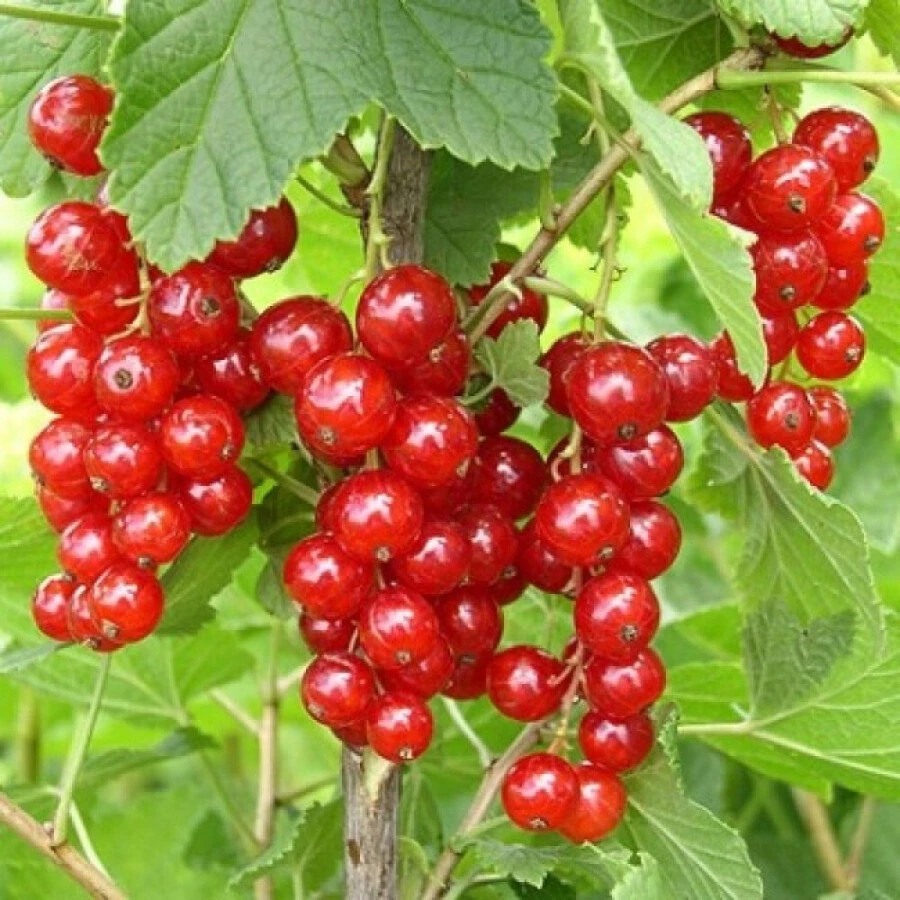 Смородина красная "Чулковская" Ribes rubrum
