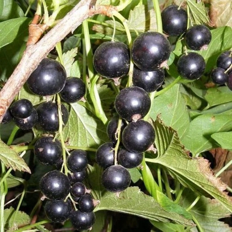 Смородина черная "Ажурная" Ribes nigrum