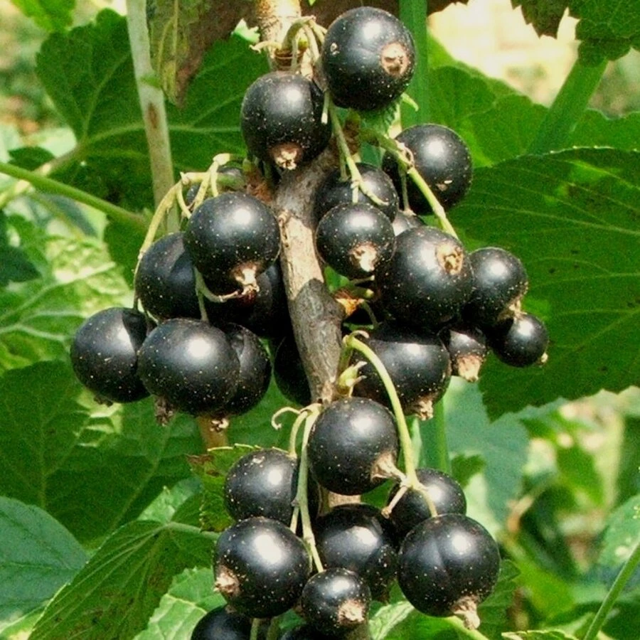 Смородина черная "Багира" Ribes nigrum