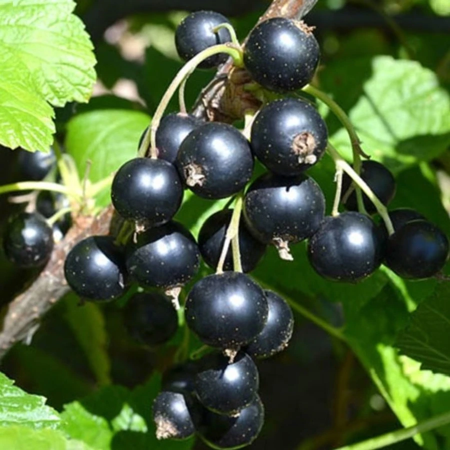 Смородина черная "Вологда" Ribes nigrum