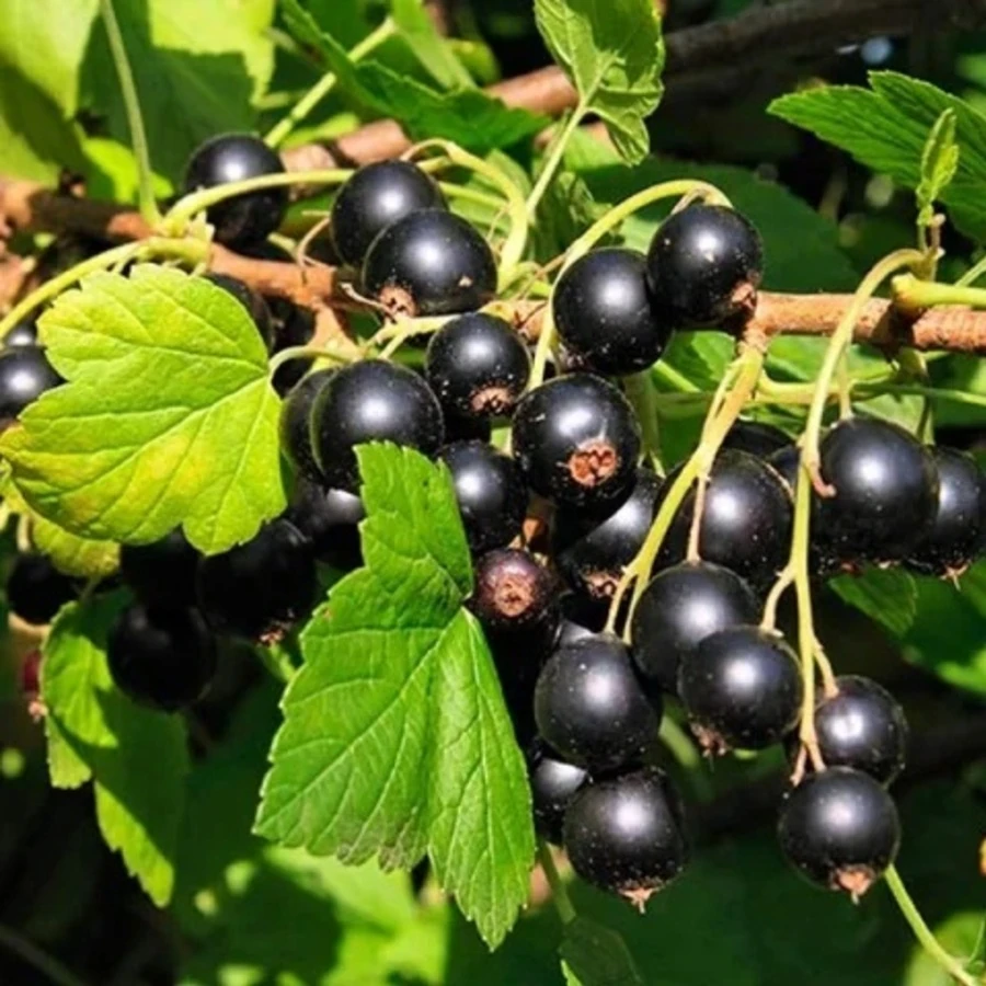 Смородина черная "Волшебница" Ribes nigrum