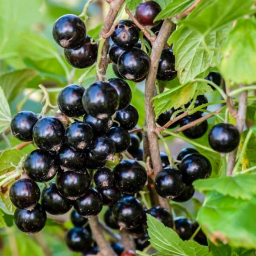 Смородина черная "Гулливер" Ribes nigrum