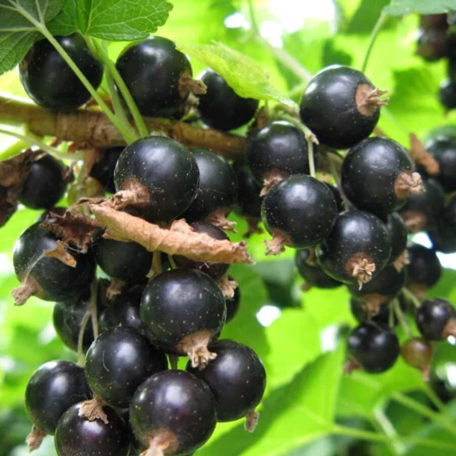 Смородина черная "Пигмей" Ribes nigrum