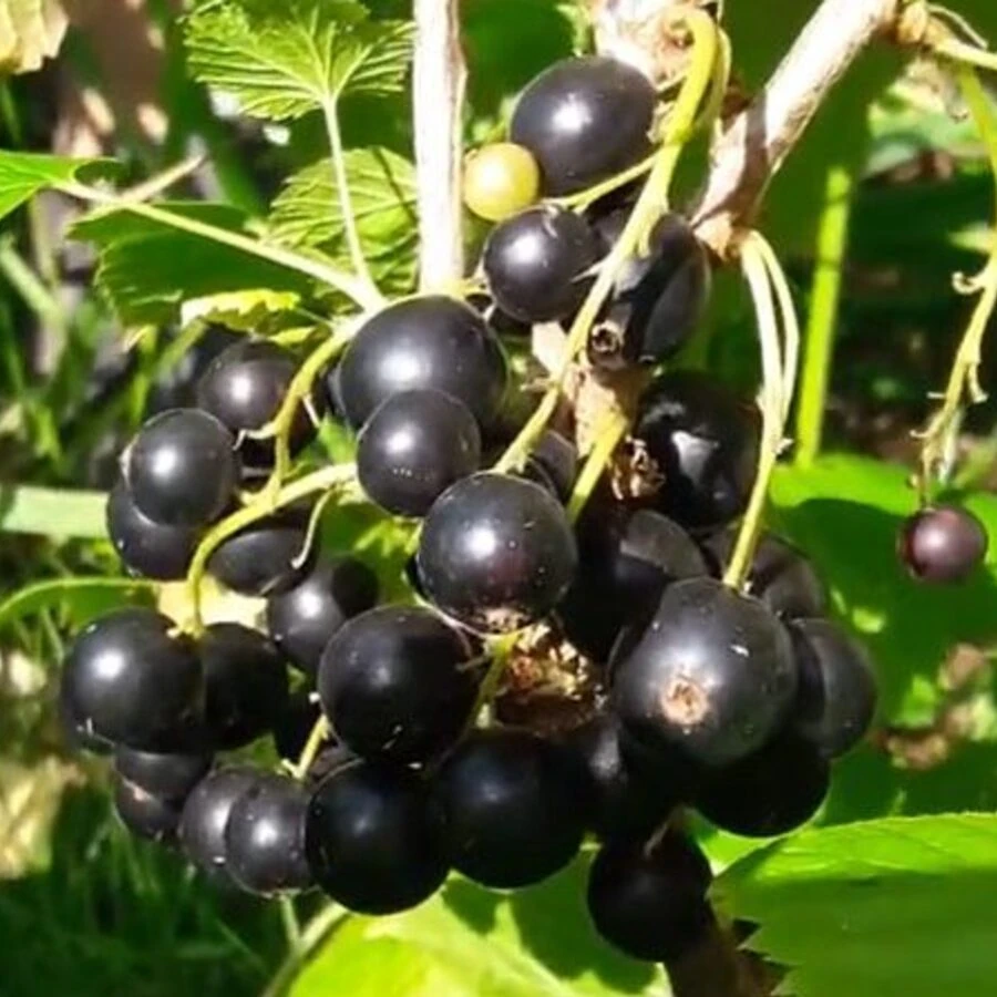 Смородина черная "Ядреная" Ribes nigrum