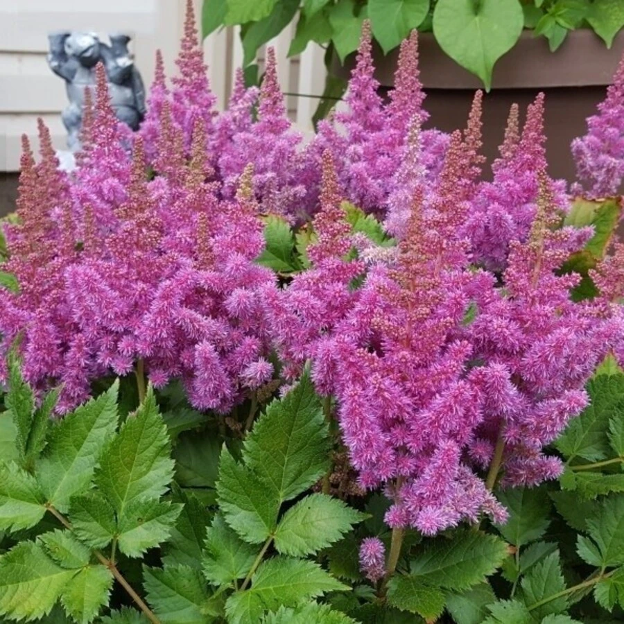 Астильба китайская "Пумила" Astilbe chinensis "Pumila"