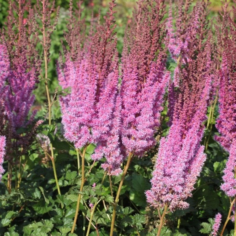 Астильба китайская "Пурпуркерз" Astilbe chinensis ’Purpurkerze’