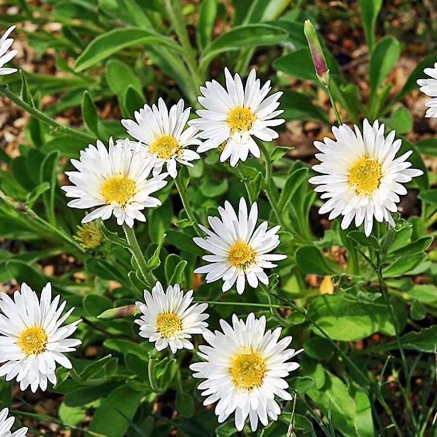 Астра альпийская белая Aster alpinus