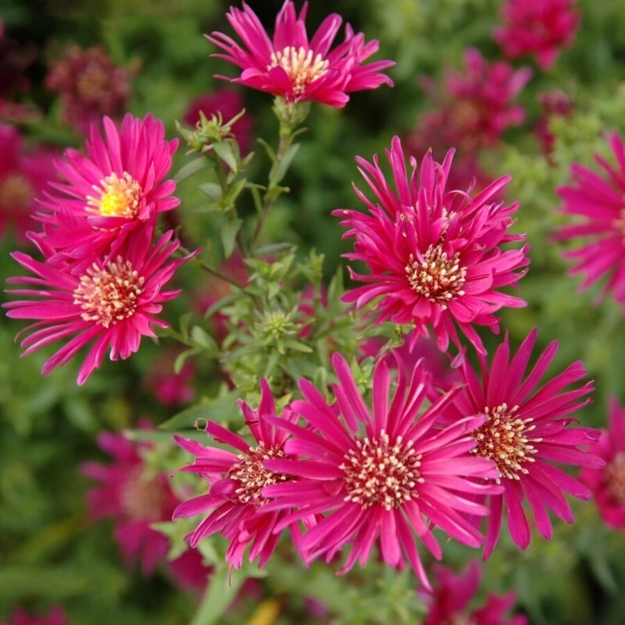 Астра ново-бельгийская "Кримсон Брокад" Aster novi-belgii "Crimson Brocade"