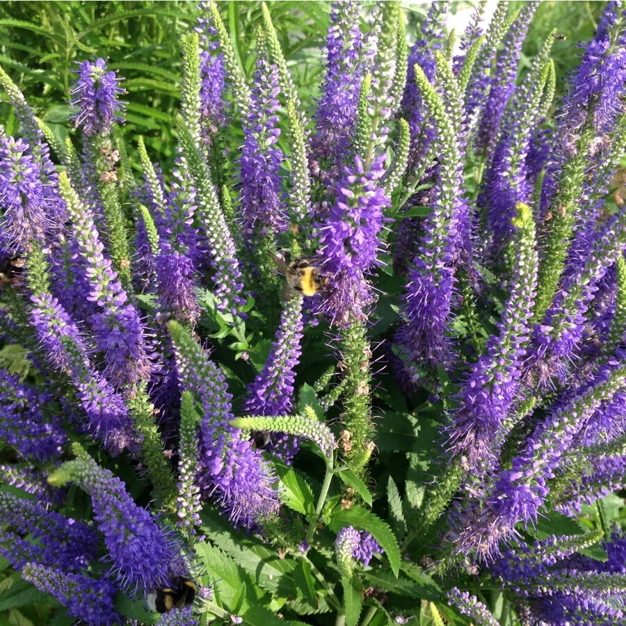 Вероника длиннолистная Veronica longifolia