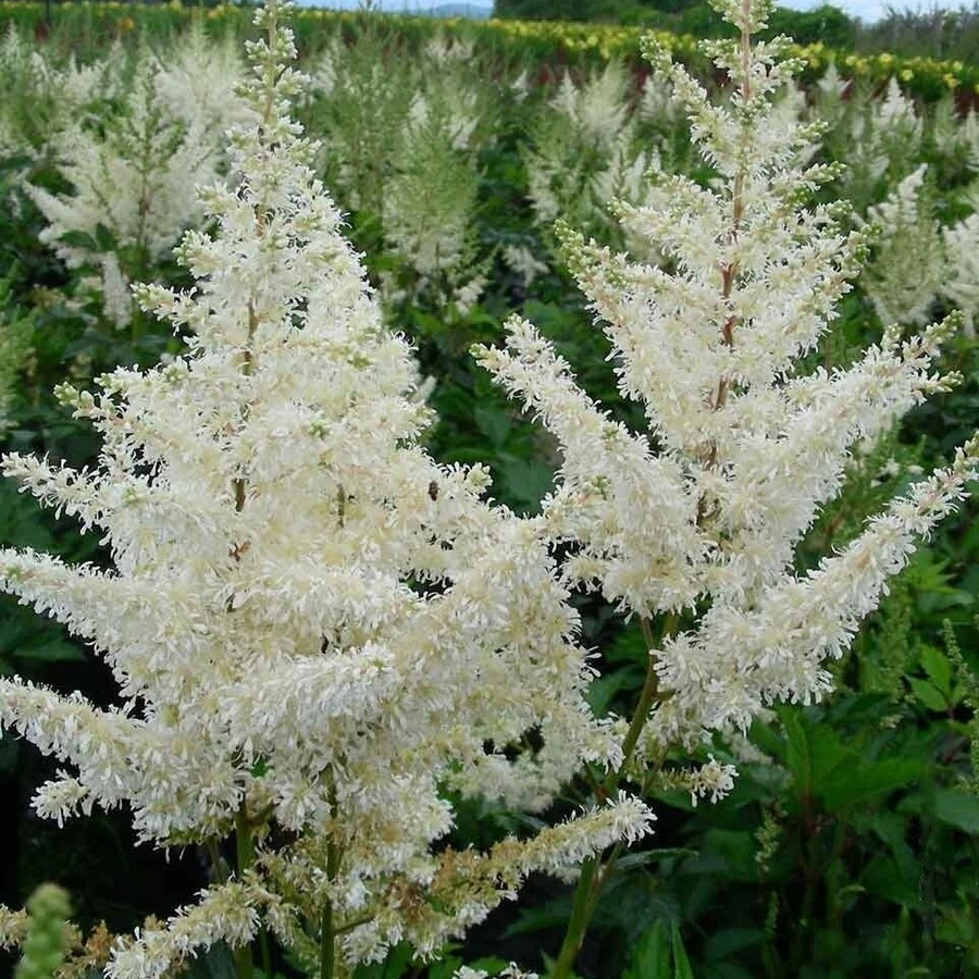 Астильба Арендса "Диамант" Astilbe x arendsii 'Diamant'