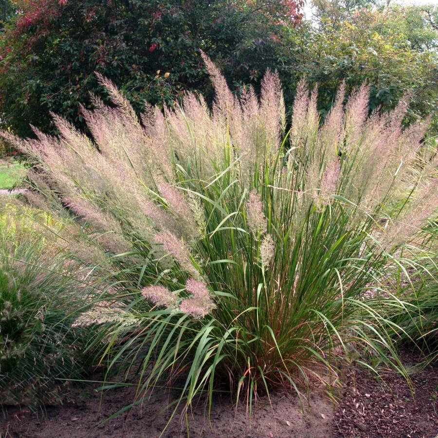 Вейник коротковолосистый Calamagrostis brachytricha