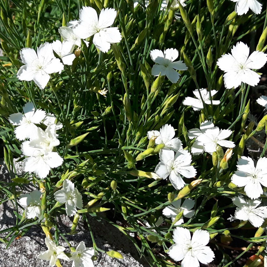 Гвоздика травянка "Альба" Dianthus deltoides "Alba"