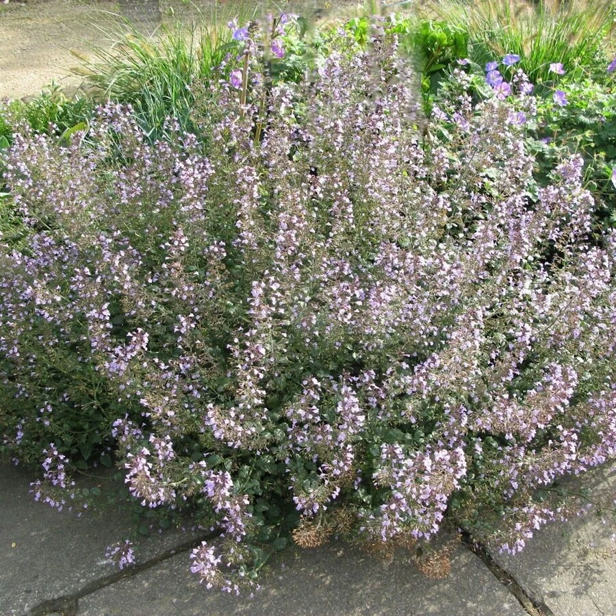 Душевник котовниковый "Блю Клауд" Calamintha nepeta "Blue Cloud"