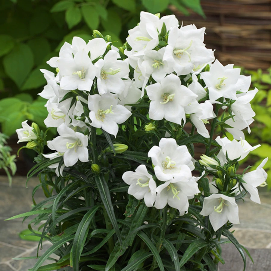 Колокольчик персиколистный «Такион Вайт» Campanula persicifolia "Takion White"