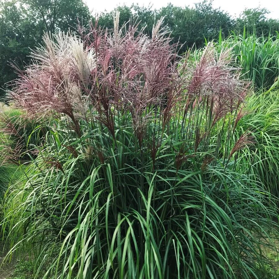 Мискантус китайский "Малепартус" Miscanthus sinensis "Malepartus"