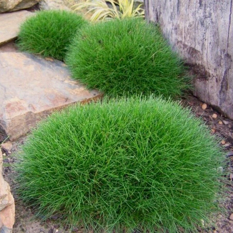 Овсяница Готье Festuca gautieri