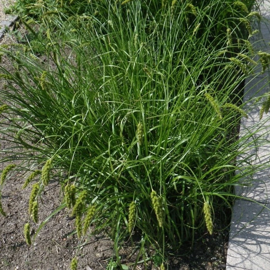 Осока гладконосая Carex leiorhyncha