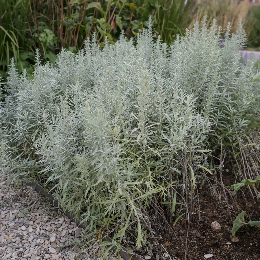 Полынь Людовика Artemisia ludoviciana