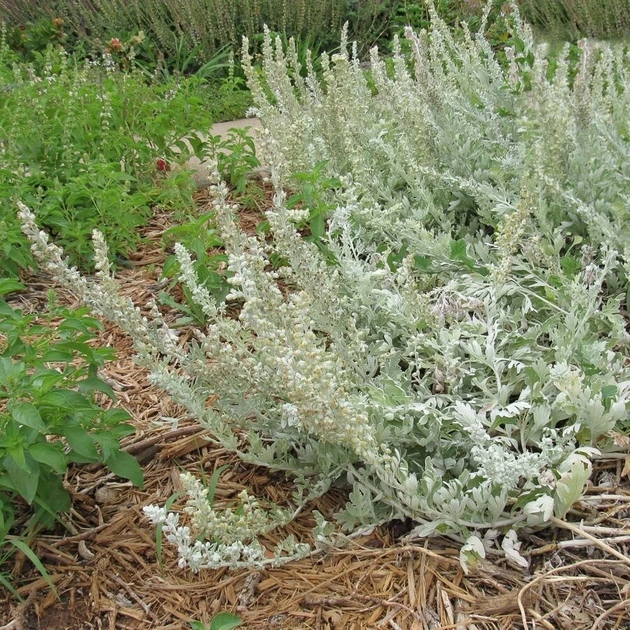 Полынь Стеллера Artemisia stelleriana 