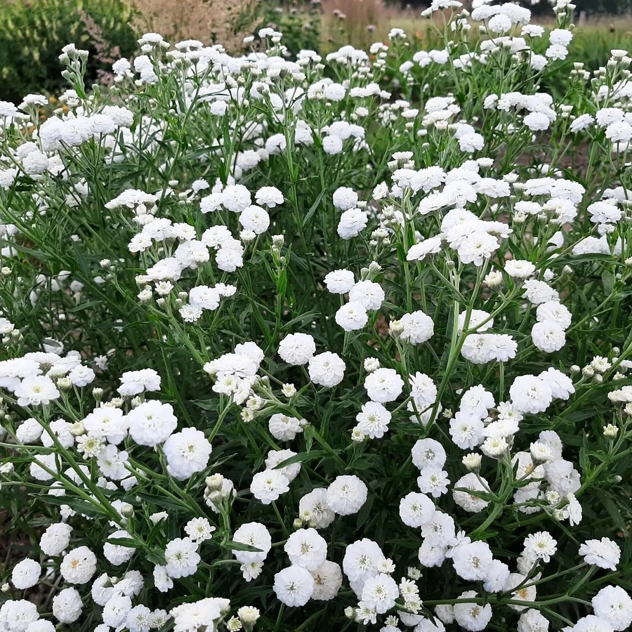 Тысячелистник птармика "Ноблесса" Achillea ptarmica "Noblessa"