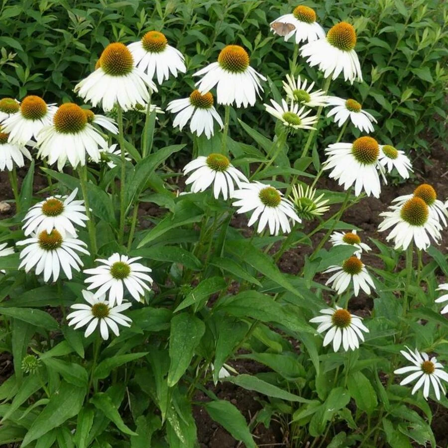 Эхинацея пурпурная "Примадонна Уайт" Echinacea purpurea "Primadonna White"