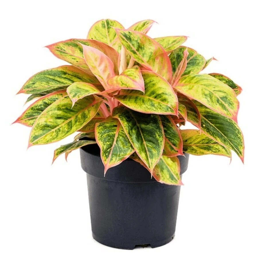 Аглаонема Пинк Aglaonema  Pink