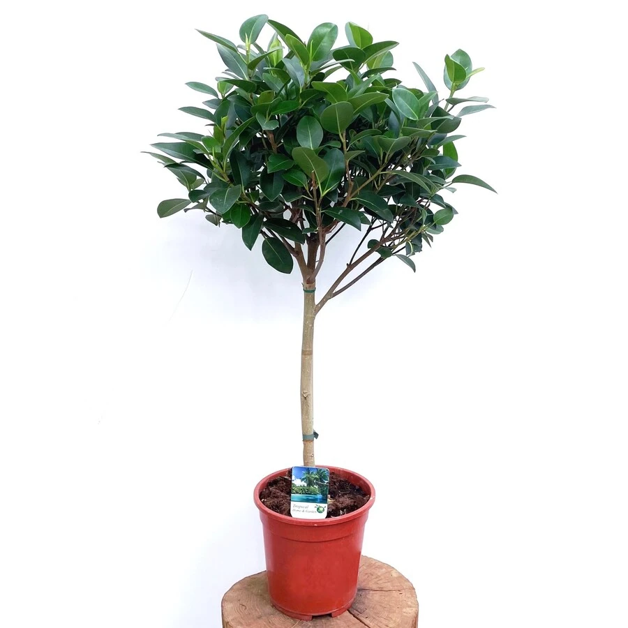 Фикус Аустралис (рубигиноза) штамб Ficus Australis (rubiginosa) on stem