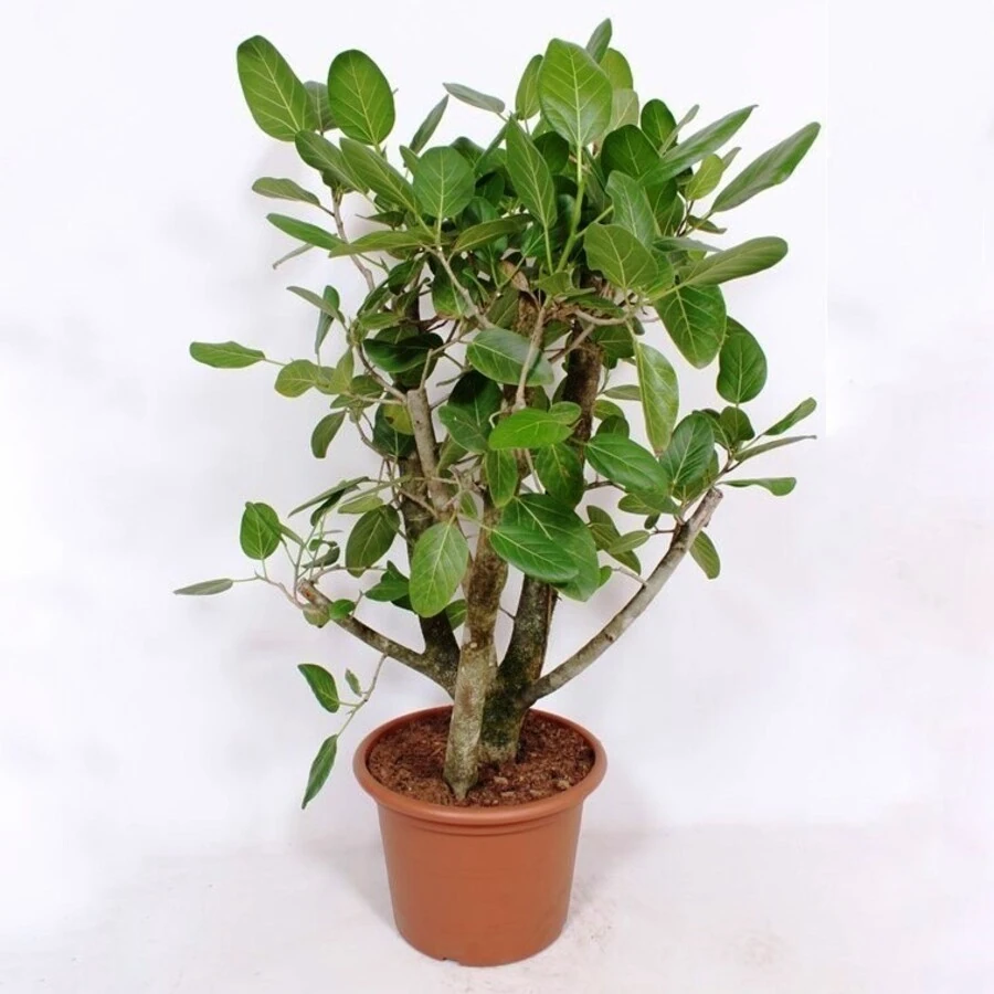 Фикус Бенгальский Ficus Benghalensis 