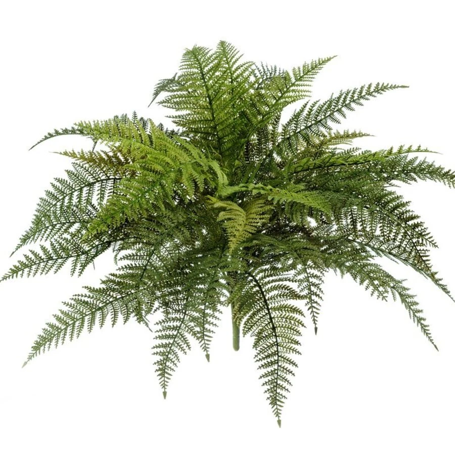 ПАПОРОТНИК ATHYRIUM