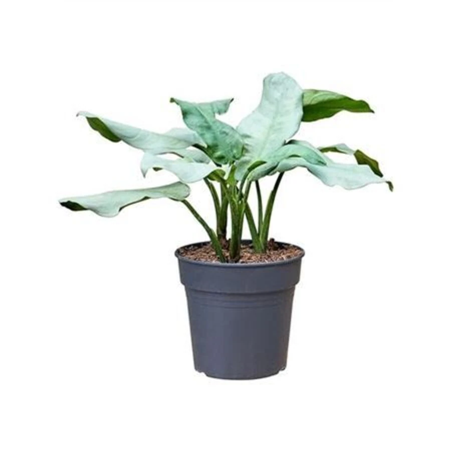 Аглаонема Алюминио Aglaonema Aluminio