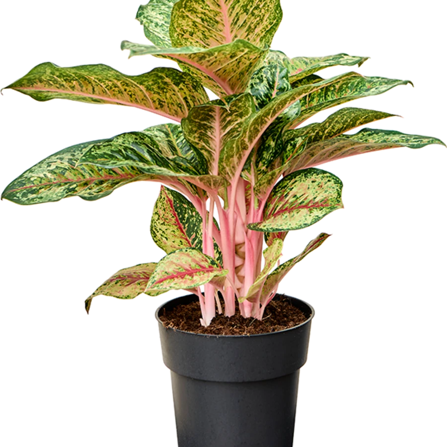 Аглаонема Карнивал Квин Aglaonema Carnival Queen