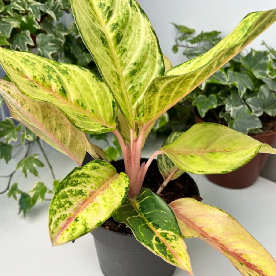 Аглаонема Чартреус Притти Aglaonema Chartreuse Pretty