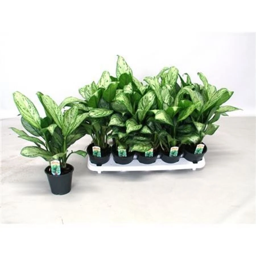 Аглаонема Кристина Aglaonema Christina