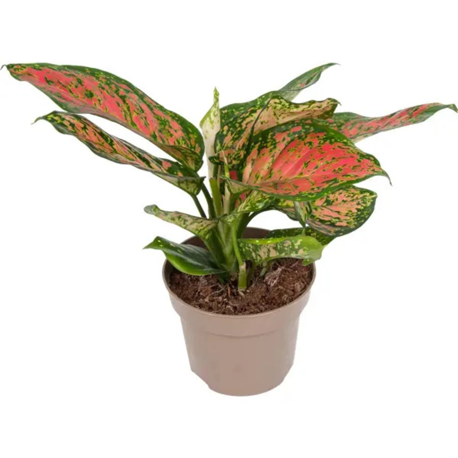 Агалонема Цитронелла Aglaonema Citronelle