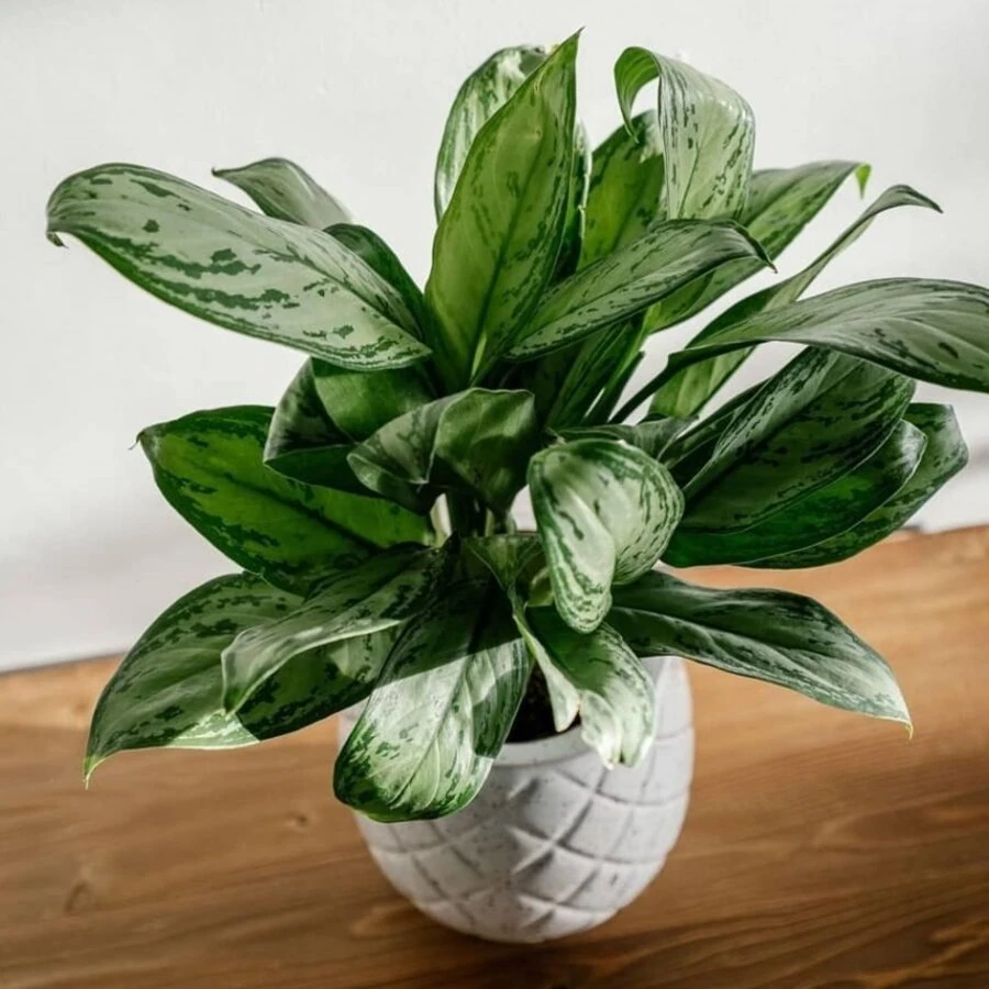 Аглаонема Коко Грин Aglaonema Coco Green