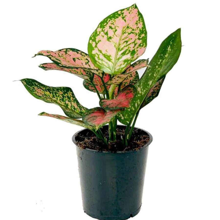  Агалонема Кримсон Лав Aglaonema Crimson Love