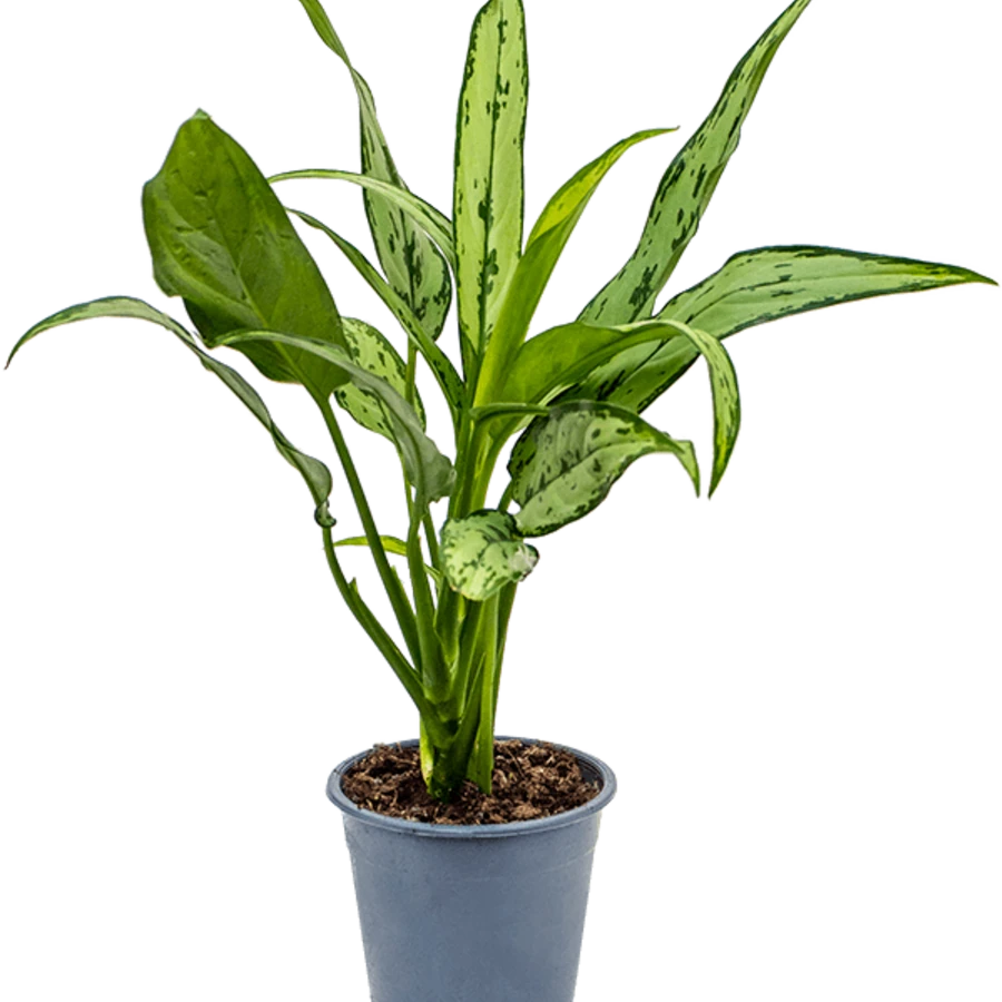 Агалонема Кутласс Aglaonema Cutlass