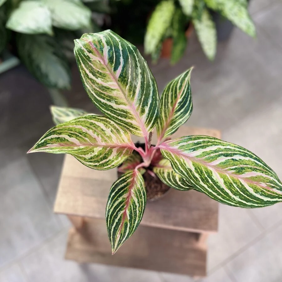 Агалонема Эмеральд Стоун Aglaonema Emerald Stone