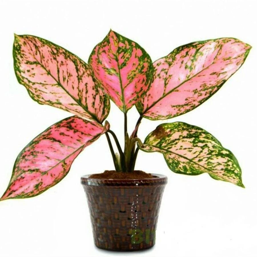 Агалонема Гранд Блоссом Aglaonema Grand Blossom