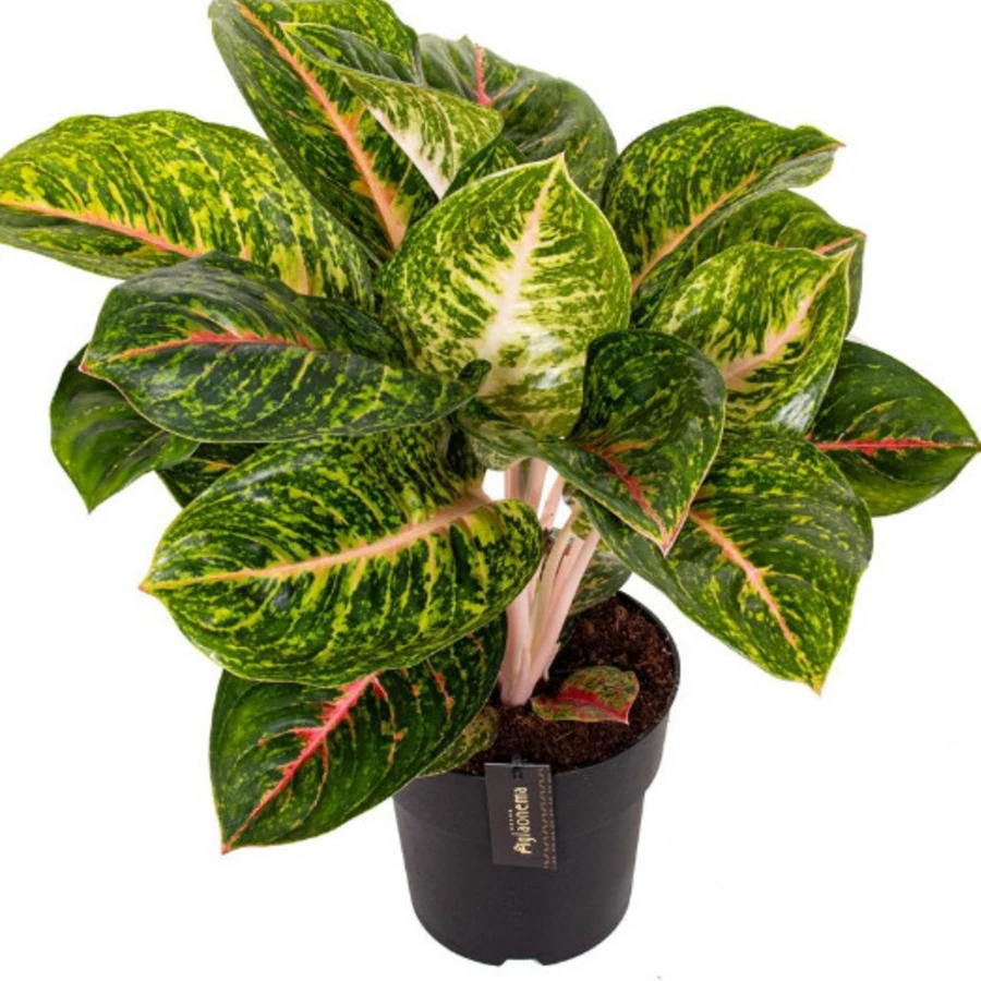 Аглаонема Грин Спринг Ред Aglaonema Green Spring Red