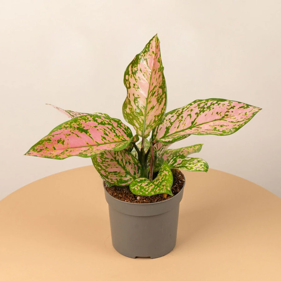 Аглаонема Хоукай Aglaonema Hawkeye