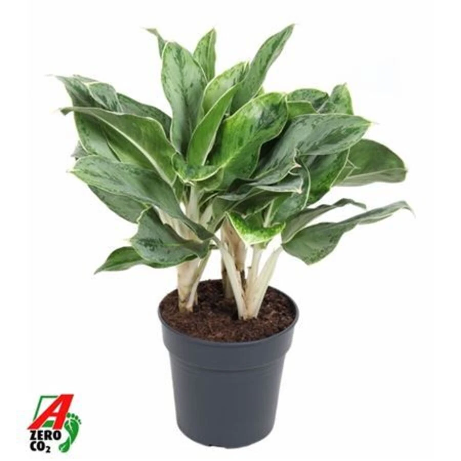 Аглаонема Хорайзон Aglaonema Horizon